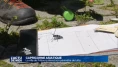 Capricorne asiatique: Fribourg étend son périmètre de lutte