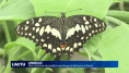 Des centaines de papillons présentés à Gland