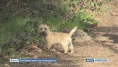 Des laisses pour nos compagnons