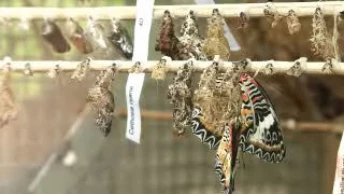 Visibilis du 19.05.11 - papiliorama de kerzers