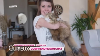 Le meilleur des Curieux - Les Animaux