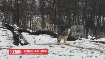 Les États ont le loup en ligne de mire 