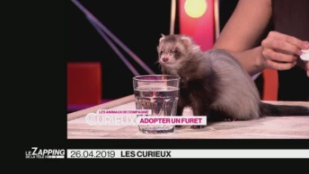 Le Zapping de La Télé
