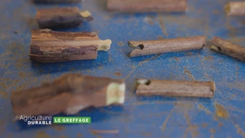 Dossier du mois - Le greffage