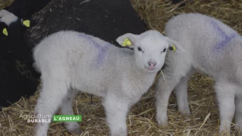 Zoom sur l&#039;agneau