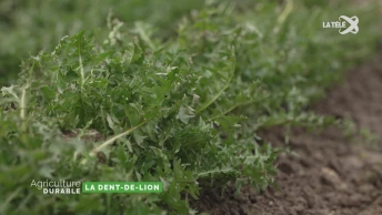 Zoom sur la dent-de-lion