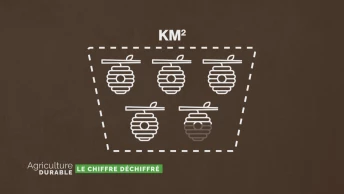 Le chiffre déchiffré - Les colonies d&#039;abeilles en Suisse