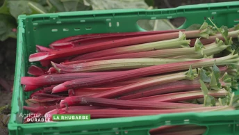 Zoom sur la rhubarbe