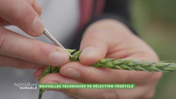 Dossier du mois - Techniques de sélection végétale
