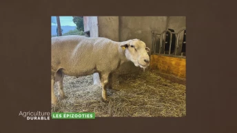 Dossier du mois - Les épizooties