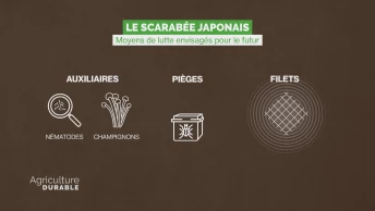 Le chiffre déchiffré - Lutte contre le scarabée japonais