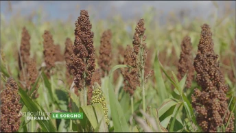 Zoom sur le sorgho
