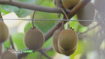Zoom sur le kiwi
