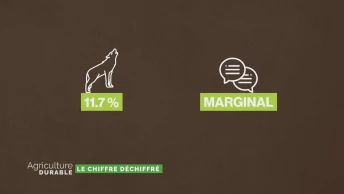 Le chiffre déchiffré - L'alimentation des loups