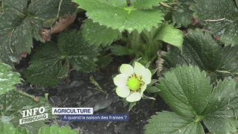 A quand la saison des fraises ?
