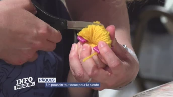 Exposition: un poussin tout doux pour la sieste