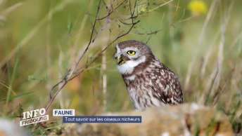 Tout savoir sur les oiseaux nicheurs du canton