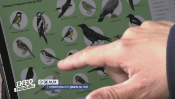 Le moineau toujours le plus observé à Fribourg