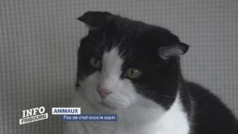 Pas de chat sous le sapin