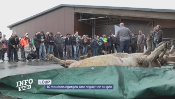 10 moutons égorgés, une régulation du loup exigée