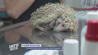 Le centre de soin pour animaux Erminea rêve d&#039;espace