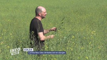 Colza, la fine fleur des céréales est en danger