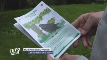 À Nyon, les corbeaux attisent la colère