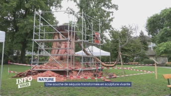 Une souche de séquoia transformée en sculpture vivante