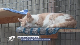Pas de pic d&#039;abandon d&#039;animaux, mais la réalité demeure