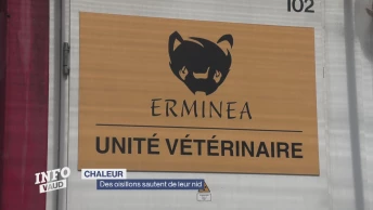 Des oisillons sautent de leur nid