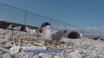 L&#039;île aux oiseaux: un gîte pour les espèces de passage