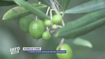 L&#039;olivier prend racine en terres vaudoises