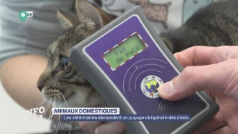 Les vétérinaires demandent un puçage obligatoire des chats