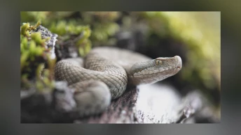 Premières observations de vipères aspics