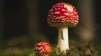 Amanite tue-mouches, le champignon du Père Noël