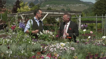 Les plantes de rocaille