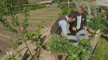 Les herbes aromatiques