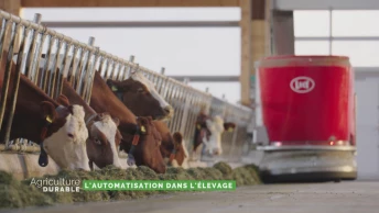Dossier du mois - L'automatisation dans l'élevage