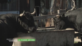 Zoom sur la viande séchée