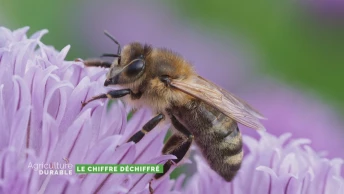 Le chiffre déchiffré - Mortalité des abeilles