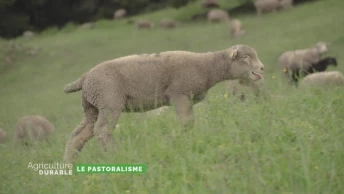 Dossier du mois - Le pastoralisme