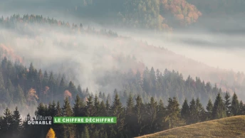 Le chiffre déchiffré - Les incendies