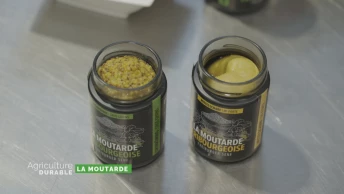 Zoom sur la moutarde