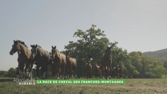 Dossier du mois - La race de cheval des Franches-Montagnes