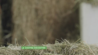 Le chiffre déchiffré - Achats complémentaires de fourrage