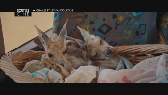Les sorties ciné des 22, 29 juillet et 5 août 2026
