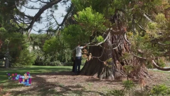 Nos arbres ont aussi des racines d'ailleurs