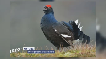Nature : protéger sans tout interdire