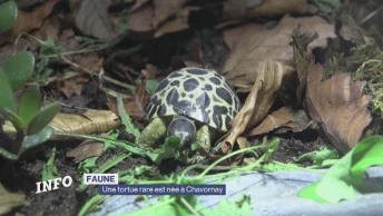Une tortue rare est née à Chavornay