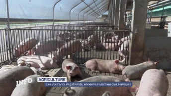 Les courants vagabonds, ennemis invisibles des élevages